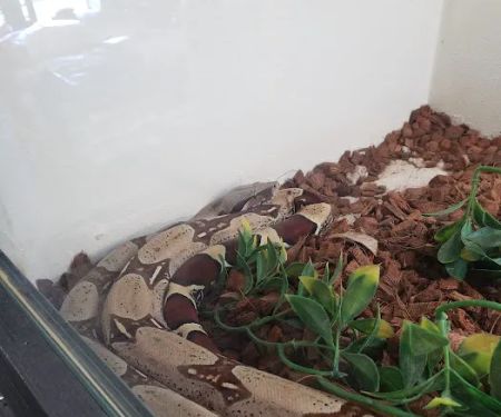 Tails2Scales Pet Shop