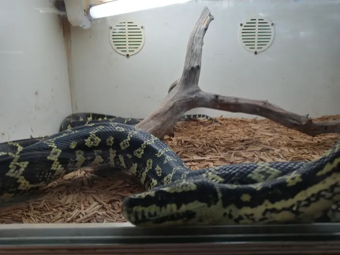 Tails2Scales Pet Shop Picture 8