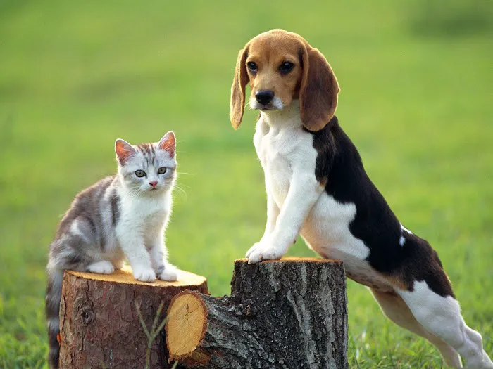 Great Falls Animal Hospital Picture 6