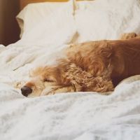 Great Falls Animal Hospital ico
