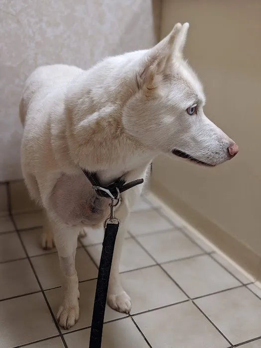Great Falls Animal Hospital Picture 4