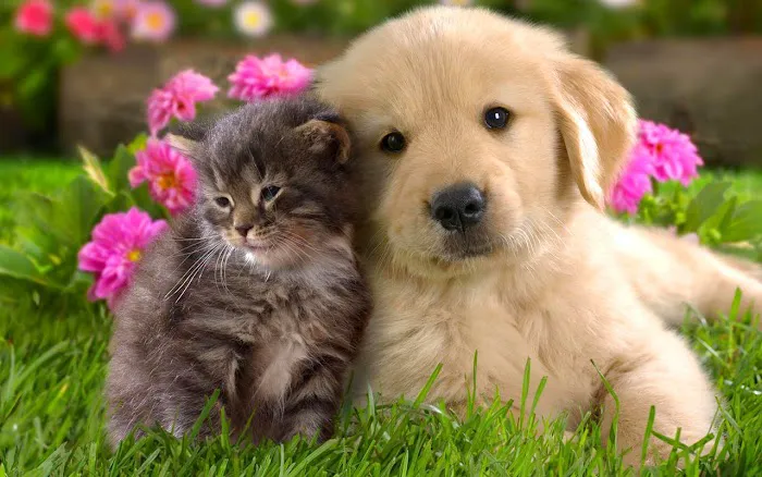 Great Falls Animal Hospital Picture 3