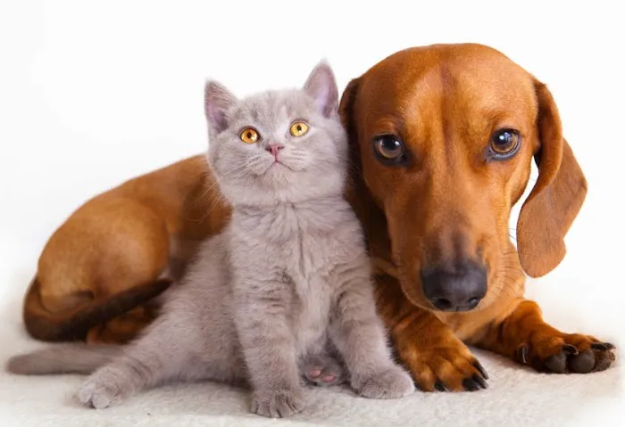 Great Falls Animal Hospital Picture 5