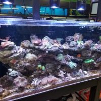 Three Little Fish ico