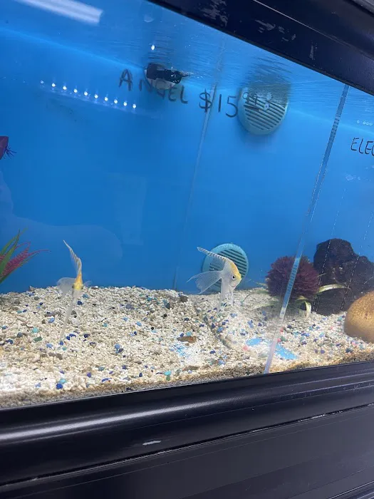 Three Little Fish Picture 2