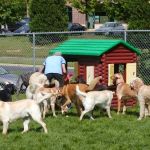 Seneca Hill Animal Hospital Resort & Spa