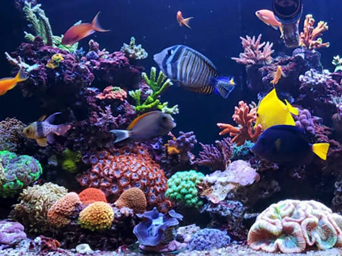 Aquarium Services LLC Picture 10