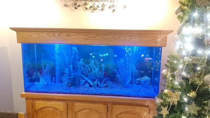 Aquarium Services LLC Picture 1