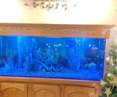 Aquarium Services LLC