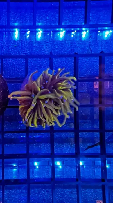 Aquarium Services LLC Picture 8