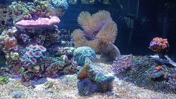 Aquarium Services LLC Picture 6