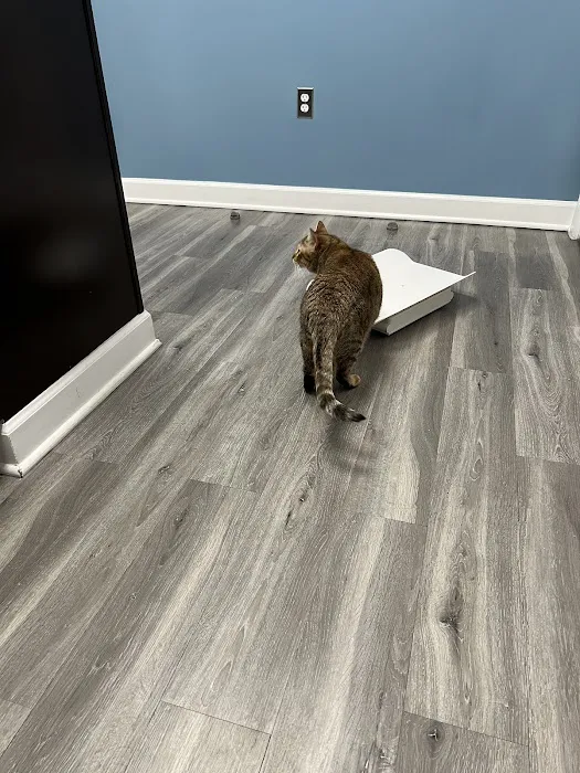Just Cats Clinic Picture 2