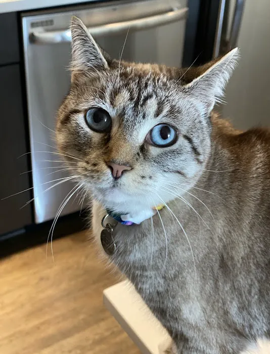 Just Cats Clinic Picture 5