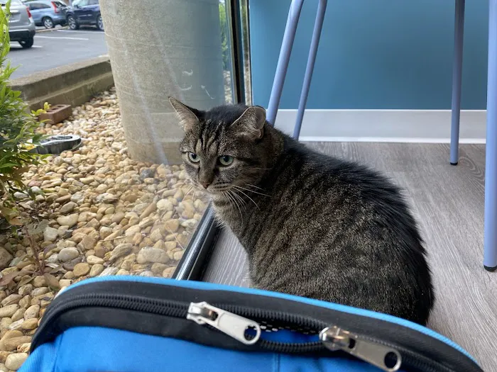 Just Cats Clinic Picture 6