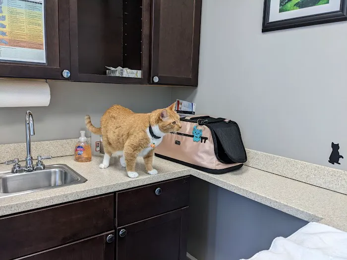 Just Cats Clinic Picture 7