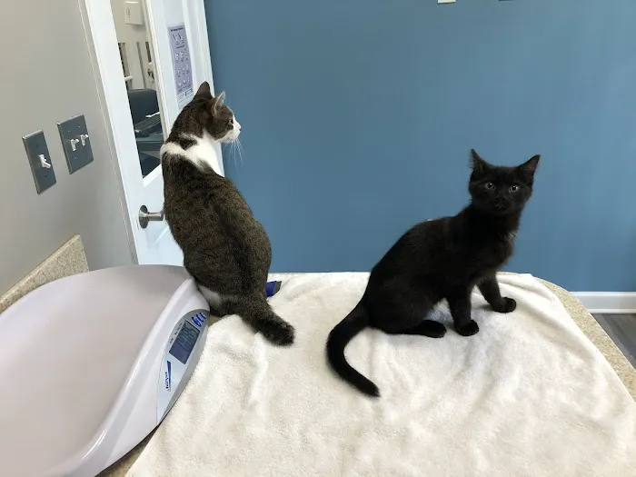 Just Cats Clinic Picture 1
