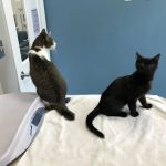 Just Cats Clinic