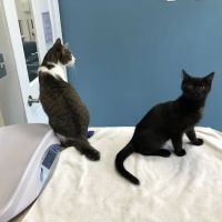 Just Cats Clinic ico