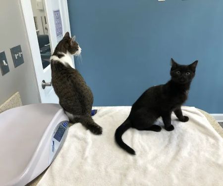 Just Cats Clinic