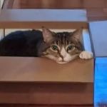 Vet In A Box - Mobile Veterinary Petcare
