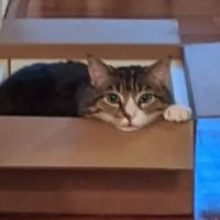 Vet In A Box - Mobile Veterinary Petcare ico
