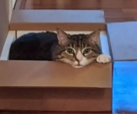 Vet In A Box - Mobile Veterinary Petcare