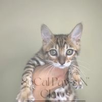 SoCal Paws N’ Claws ico