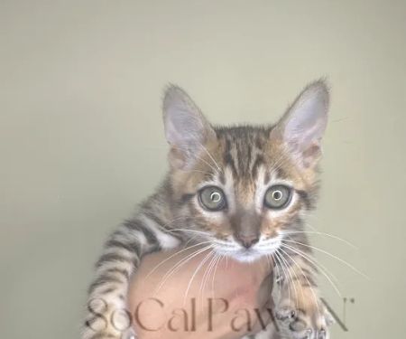 SoCal Paws N’ Claws