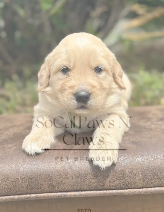 SoCal Paws N’ Claws Picture 4