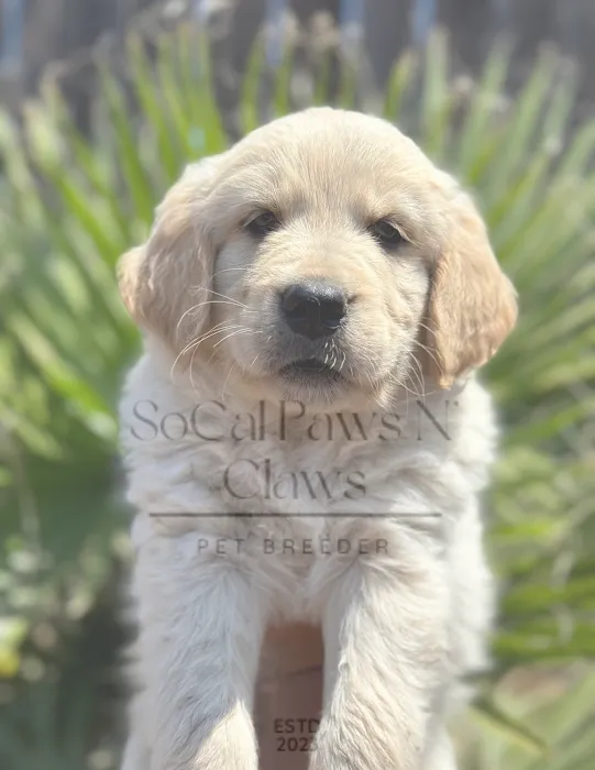SoCal Paws N’ Claws Picture 7