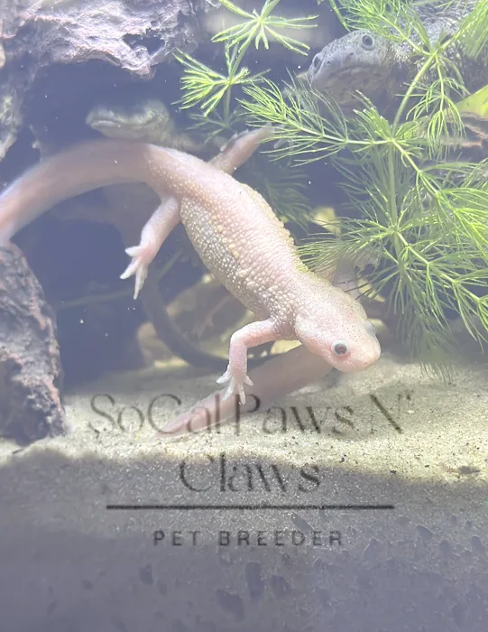 SoCal Paws N’ Claws Picture 6