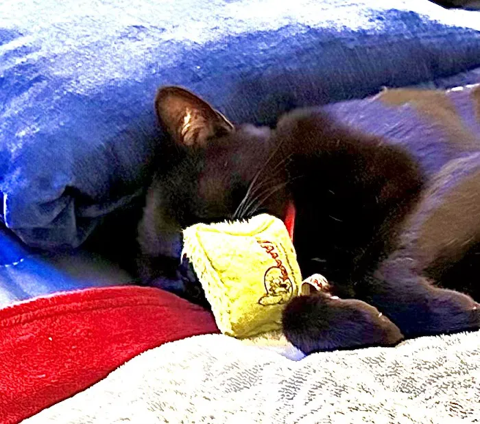 Healthy Pet Picture 2