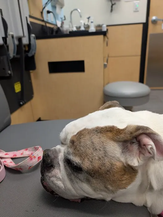 Banfield Pet Hospital Picture 4