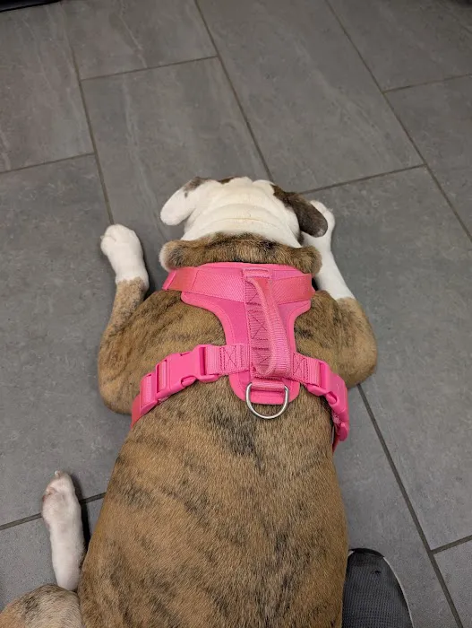 Banfield Pet Hospital Picture 6