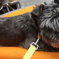Banfield Pet Hospital ico