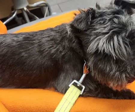 Banfield Pet Hospital