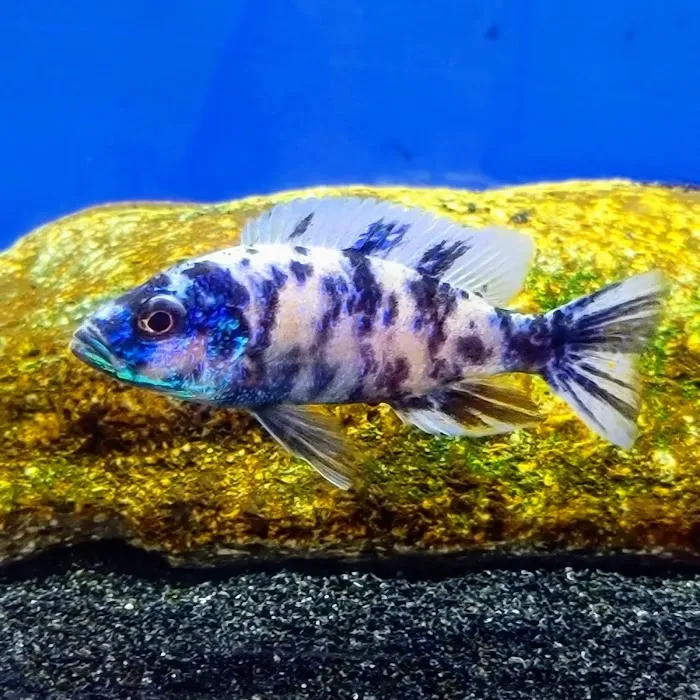 West coast cichlid supply LLC Picture 2