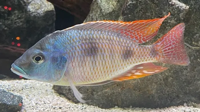 West coast cichlid supply LLC Picture 1