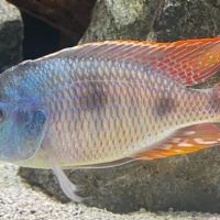 West coast cichlid supply LLC ico