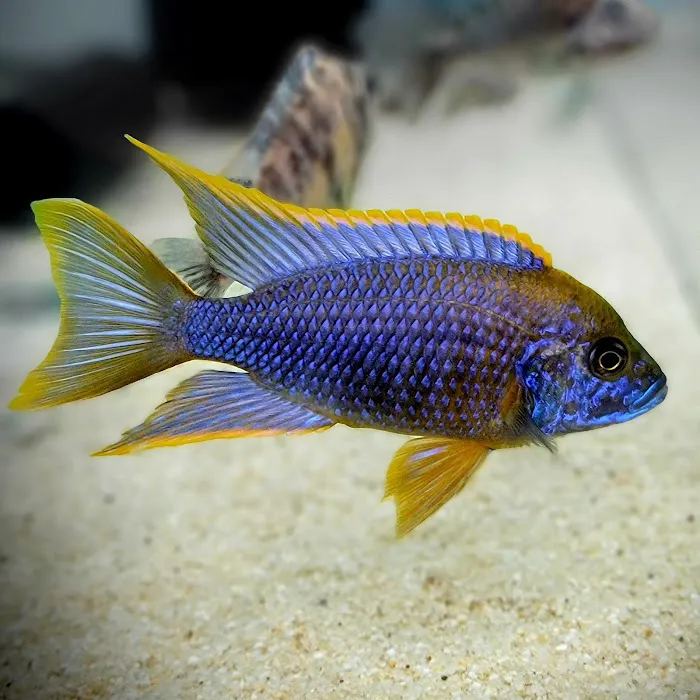 West coast cichlid supply LLC Picture 9