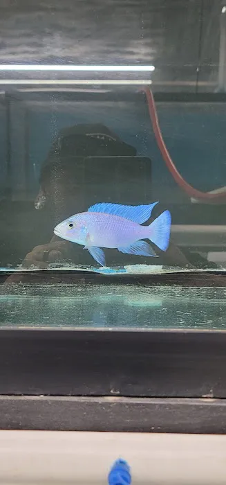 West coast cichlid supply LLC Picture 3