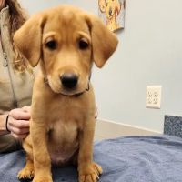 Animal Medical Center of Cascades ico