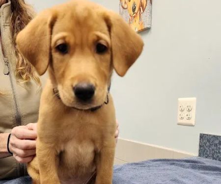Animal Medical Center of Cascades