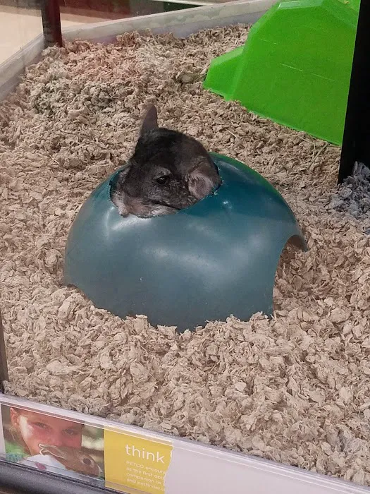 Petco Picture 8
