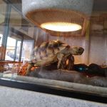 LLLReptile & Supply Menifee