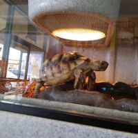 LLLReptile & Supply Menifee ico