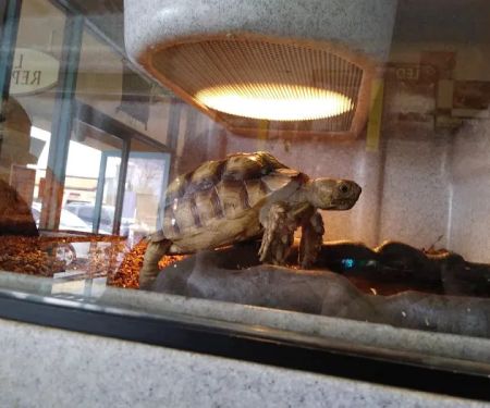 LLLReptile & Supply Menifee