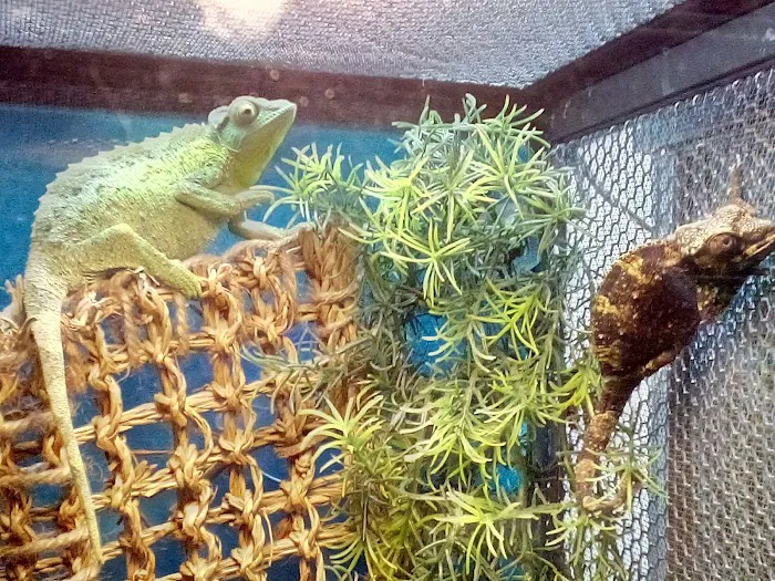 LLLReptile & Supply Menifee Picture 7