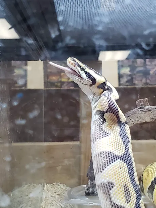 The Reptile Den Picture 6