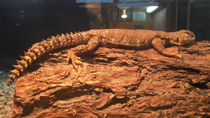 The Reptile Den Picture 5